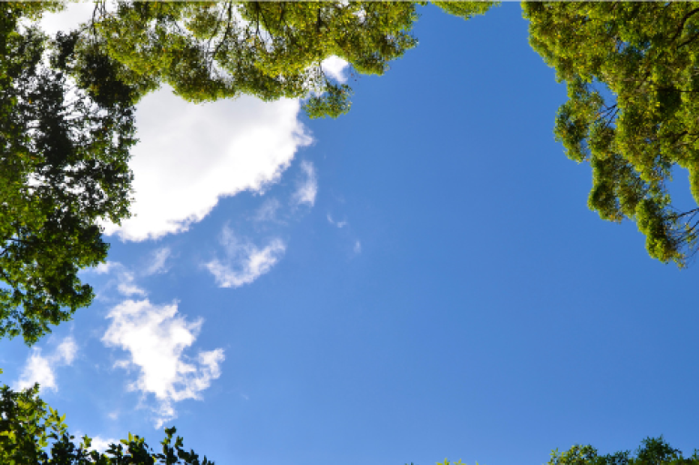 Looking up at blue sky from a clearing in the trees.