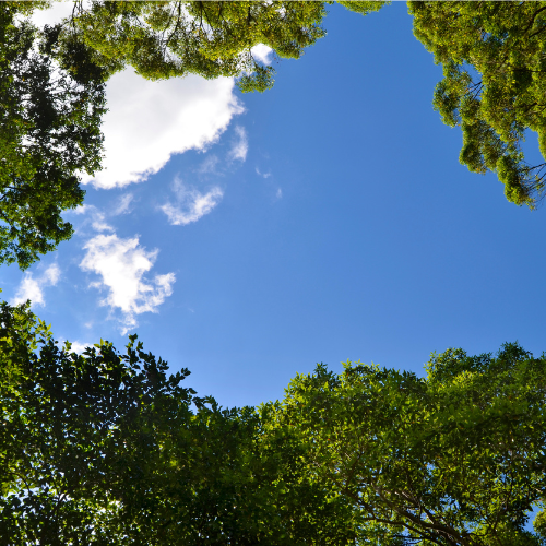Looking up at blue sky from a clearing in the trees.